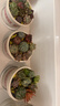多肉植物組合3-5厘米卷好盆栽耐干旱好養新手基地玉露綠植盆栽 【不重復3-5cm】28棵多肉有玉露 曬單實(shí)拍圖