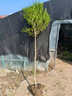 翩然獨桿黃楊樹(shù)苗耐寒四季常青瓜子黃楊苗盆栽庭院地栽造型樹(shù)樁綠化苗 獨桿黃楊樹(shù) 2.5公分粗桿/高1.5米左右 曬單實(shí)拍圖