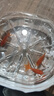 紅國(guó)獅金魚冷水魚鴻運(yùn)當(dāng)頭鶴頂鎏金金魚苗獅子頭好養(yǎng)耐活淡水金魚 紅國(guó)獅3-5cm3條 曬單實(shí)拍圖