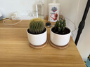 仙人掌盆栽仙人球萬(wàn)重山多肉花卉綠植物好養易活辦公室內桌面擺件 萬(wàn)重山+金冠+【白瓷盆+竹托盤(pán)】 含盆 曬單實(shí)拍圖