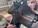 小牛電動(dòng) niulife 秋冬加厚通用擋風(fēng)被 男女通用 連體擋風(fēng)被抗風(fēng)防水 連體 黑色機能紅印花 曬單實(shí)拍圖