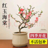 花翁盆栽花卉綠植盆景 (5年2cm老樁)精品垂絲海棠花+肥料源頭直發(fā) 曬單實(shí)拍圖