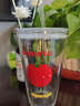 番茄玻璃杯吸管杯女高顏值可愛(ài)便攜創(chuàng  )意雙飲杯隨手杯子雙飲水杯 滑板番茄杯 450ml 曬單實(shí)拍圖
