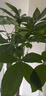 大型植物發(fā)財樹(shù)各種大顆盆栽開(kāi)業(yè)喬遷客廳辦公室內好養大型綠植 獨桿發(fā)財樹(shù)1.1-1.2米(不含盆) 曬單實(shí)拍圖