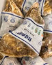 燈塔水母【鮮活】乳山生蠔牡蠣XL號凈重5斤源頭直發(fā) 曬單實(shí)拍圖