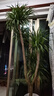 嘆為觀(guān)止 大型盆栽 單桿辮子發(fā)財樹(shù)天堂鳥(niǎo)綠蘿散尾葵辦公室內開(kāi)業(yè)喬遷禮品 多頭龍血樹(shù)1.5-1.7米【鉆石盆】 含盆 曬單實(shí)拍圖