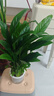 年宵花【熱銷(xiāo)款】白掌一帆風(fēng)順盆栽水培植物綠植過(guò)年裝飾擺件年貨 【店主推薦】特級白掌6-8株帶花+早安盆+營(yíng)養液 曬單實(shí)拍圖