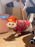 阿莫爾貓咪衣服新年喜慶加絨唐裝美短金漸層幼貓寵物狗狗秋冬過(guò)年保暖 盤(pán)扣唐裝 XS 曬單實(shí)拍圖