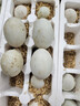 耕果妙新鮮青殼鴨蛋30枚3.6斤正宗農家散養生鴨蛋土鴨蛋 源頭直發(fā) 包郵 曬單實(shí)拍圖