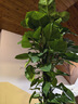 愛(ài)優(yōu)尚大葉綠蘿柱盆栽客廳大型綠植辦公室內除甲醛凈化空氣綠籮源頭直發(fā) 曬單實(shí)拍圖