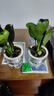 【買(mǎi)一送一】金鉆綠公主室內水培植物四季常青好養活凈化空氣 【買(mǎi)一送一】金鉆2顆+早安盆2個(gè)（送營(yíng)養液） 曬單實(shí)拍圖