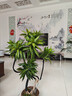 百合竹客廳綠植盆栽精品高端老樁高級感室內真花旺宅造型輕奢植物 特級百合竹1-1.2m樹(shù)脂聚寶盆（帶黑布） 含盆 曬單實(shí)拍圖