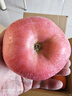 順豐甘肅天水靜寧蘋(píng)果9斤現摘脆甜紅富士不打蠟新鮮水果冰糖心L5 9斤果王【順豐現摘/脆甜多汁】 曬單實(shí)拍圖