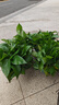 雙盟綠蘿盆栽除甲醛花卉綠植辦公室新房?jì)艋諝?80加侖4盆裝源頭直發(fā) 曬單實(shí)拍圖