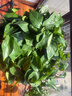 長(cháng)藤綠蘿垂吊綠植室內吊蘭吸甲醛凈化空氣綠植盆栽稀有綠蘿盆栽 【盆口直徑32厘米】長(cháng)藤紅盆綠蘿1盆送肥料 曬單實(shí)拍圖