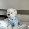 嬉皮狗（hipidog）小狗狗棋盤(pán)格小熊滿(mǎn)印四腳衣泰迪吉娃娃小型犬秋冬季保暖寵物棉衣 邦迪藍 S （建議體重3-5斤） 曬單實(shí)拍圖