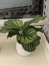 青蘋(píng)果水培竹芋盆栽室內桌面客廳植物辦公室觀(guān)葉好養綠植四季花卉 精選品質(zhì)青蘋(píng)果竹芋+南瓜自吸盆+肥料 含盆整體高度25-30cm 曬單實(shí)拍圖