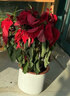 愛(ài)優(yōu)尚一品紅盆栽年宵花辦公室內客廳旺宅開(kāi)業(yè)綠植盆景源頭直發(fā) 曬單實(shí)拍圖
