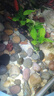 【京東物流】水草套餐 好養耐活真水草植物綠菊大葉綠九冠魚(yú)缸 三頭丹麥榕沉木 曬單實(shí)拍圖