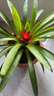 種花迷鴻運當頭盆栽花卉植物室內花客廳鳳梨水培植物鴻運當頭綠植帶花 鴻運當頭【簡(jiǎn)易盆】 曬單實(shí)拍圖