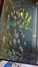 黑尾大勾魚(yú) 活魚(yú)觀(guān)賞魚(yú)群游魚(yú) 50cm魚(yú)缸套【50條魚(yú)+送黃金螺】 曬單實(shí)拍圖
