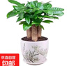 發(fā)財樹(shù)盆栽大植物室內辦公室桌面客廳小盆景招財樹(shù)苗綠植花卉盆栽 三桿發(fā)財樹(shù) 5-8cm【隨機陶瓷盆】 【送肥料】 曬單實(shí)拍圖