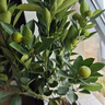 臨雅金桔樹(shù)苗盆栽年橘可食用四季橘子客廳室內外綠植物花瓣盆源頭直發(fā) 曬單實(shí)拍圖