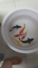 錦鯉魚(yú)活體觀(guān)賞魚(yú)活魚(yú)小型易養冷水淡水魚(yú)小魚(yú)苗錦鯉金魚(yú)好看錦鯉 13-15cm 六彩錦鯉套餐6條 曬單實(shí)拍圖
