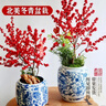 花行榜北美冬青室內盆栽年宵花卉綠植【帶果發(fā)貨】高70-80厘米源頭直發(fā) 曬單實(shí)拍圖