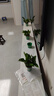 雙盟綠蘿盆栽除甲醛花卉綠植辦公室新房?jì)艋諝?120款10盆源頭直發(fā) 曬單實(shí)拍圖