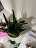 花翁盆栽室內凈化空氣花卉綠植物多肉 美人蘆薈（糖果瓷盆）源頭直發(fā) 曬單實(shí)拍圖