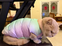 ZEZE炫彩冬季保暖寵物衣服貓咪背心棉襖狗狗小型犬秋冬天服飾 曬單實(shí)拍圖