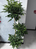 愛(ài)優(yōu)尚幸福樹(shù)盆栽客廳室內大型綠植辦公室喬遷新家綠寶凈化空氣源頭直發(fā) 曬單實(shí)拍圖