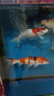彩錦王(KOIKING)魚(yú)食錦鯉育成魚(yú)糧錦鯉專(zhuān)用魚(yú)飼料1kg(3.5mm) 曬單實(shí)拍圖