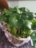 銅錢(qián)草水培植物室內辦公室桌面盆栽花卉四季常青綠植凈化空氣懶人 銅錢(qián)草帶葉子特惠款51-70根+營(yíng)養液【1份】 不含盆 曬單實(shí)拍圖