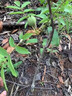 文玩核桃樹(shù)苗把玩核桃嫁接苗麻核桃樹(shù)苗獅子頭官帽四座樓當年掛果 磨盤(pán)5年苗【當年結果】帶土發(fā)貨成活高 50cm-70cm高 曬單實(shí)拍圖