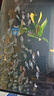 黑尾大勾魚(yú) 活魚(yú)觀(guān)賞魚(yú)群游魚(yú) 50cm魚(yú)缸套【50條魚(yú)+送黃金螺】 曬單實(shí)拍圖