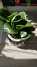 鏡綠碧玉綠植小盆栽辦公室內桌面裝飾綠化四季好養耐陰植物工位 碧玉+南瓜吸水盆灰 帶盆栽好 曬單實(shí)拍圖