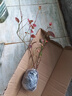 特大藍莓樹(shù)果苗盆栽地栽發(fā)貨南北方種植奧尼爾藍莓苗當年結果 薄霧 3年苗【明年結果】30-40公分高 曬單實(shí)拍圖