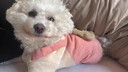 阿莫爾狗狗衣服秋冬保暖加絨加厚卡通背帶褲中小型犬泰迪比熊過(guò)冬四腳衣 可愛(ài)小兔四腳衣 XS 曬單實(shí)拍圖