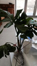 愛(ài)優(yōu)尚龜背竹盆栽客廳室內辦公室大型綠植盆景凈化空氣吸甲醛源頭直發(fā) 曬單實(shí)拍圖