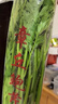 【章丘鮑芹禮盒】新鮮可生吃水果芹菜早餐輕食榨汁真便宜 凈重4斤 精品鮑芹禮盒裝（甄選） 曬單實(shí)拍圖