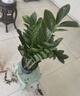 花竹戀杜鵑花四季開(kāi)花盆栽花卉綠植陽(yáng)臺辦公室紅掌室內盆栽盆景大型綠植 天堂鳥(niǎo)（暫時(shí)不帶花苞） 含盆栽好發(fā)貨高度40厘米左右 曬單實(shí)拍圖