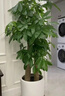 Only you【2小時(shí)達】發(fā)財樹(shù)大型盆栽綠植花卉室內客廳辦公室開(kāi)業(yè)喬遷送禮 步步高發(fā)財樹(shù) 曬單實(shí)拍圖