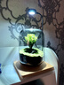 LZJV生命之樹(shù)懶人苔蘚微景觀(guān)辦公室盆栽宿舍植物桌面手工生態(tài)瓶真植物 只有單獨造景瓶一個(gè)【無(wú)其他】 曬單實(shí)拍圖