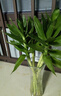 富貴竹水培植物粗桿文昌竹辦公室內桌面綠植招財轉運竹子盆栽 六角玻璃瓶-竹葉款30厘米高 曬單實(shí)拍圖