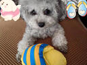 嬉皮狗（hipidog）狗狗玩具拖鞋發(fā)聲磨牙耐咬解悶神器幼犬泰迪比熊小型犬犬寵物用品 黃棕條紋拖鞋 無(wú)規格 曬單實(shí)拍圖