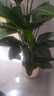愛(ài)優(yōu)尚天堂鳥(niǎo)綠植盆栽客廳室內辦公室大型綠植好養凈化空氣源頭直發(fā) 曬單實(shí)拍圖