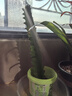 龍骨植物盆栽辦公室外客廳仙人掌吸甲醛四季好養植物綠植巴西龍骨 【25-30cm】高一顆 不含盆 曬單實(shí)拍圖