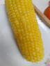 北緯媽咪黃糯玉米3.2斤（200g*8根）東北鮮甜糯玉米 黏粘玉米棒真空包裝 曬單實(shí)拍圖